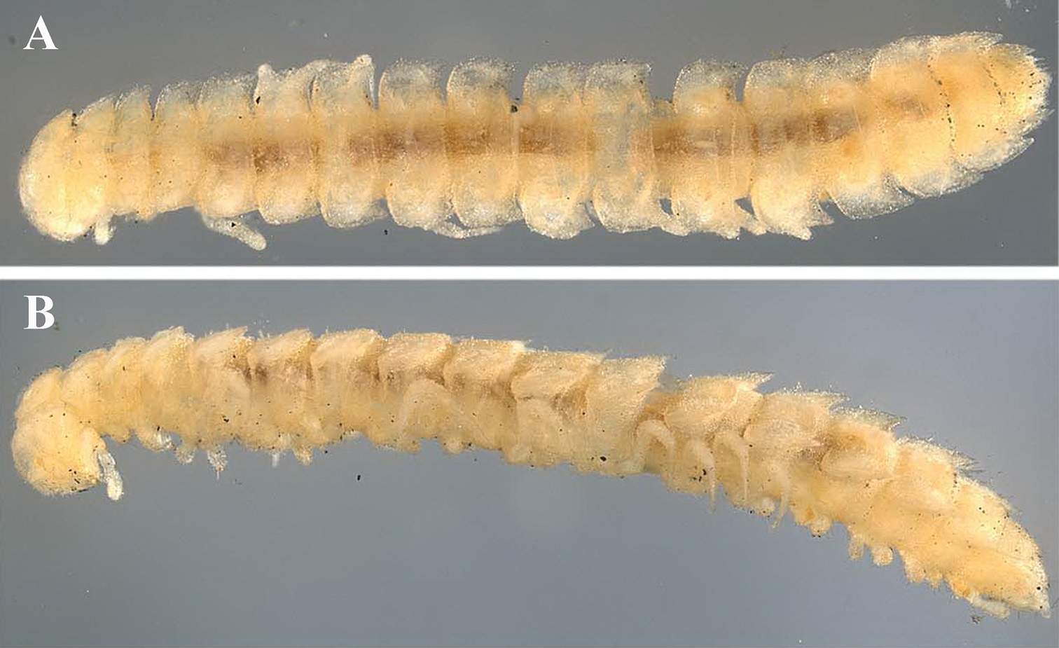 Представитель Семейства Opisotretidae